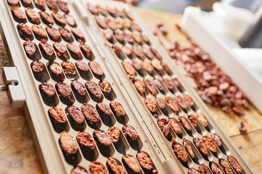 cacao de piura 2