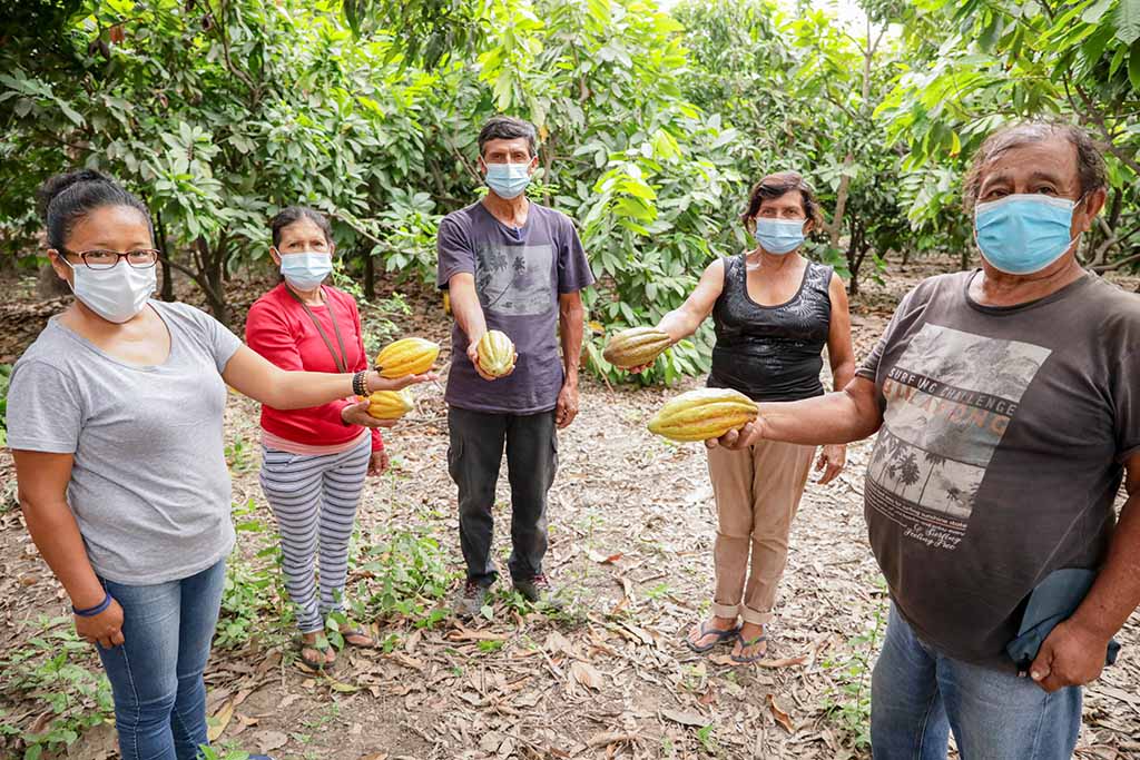 cacao de piura 4