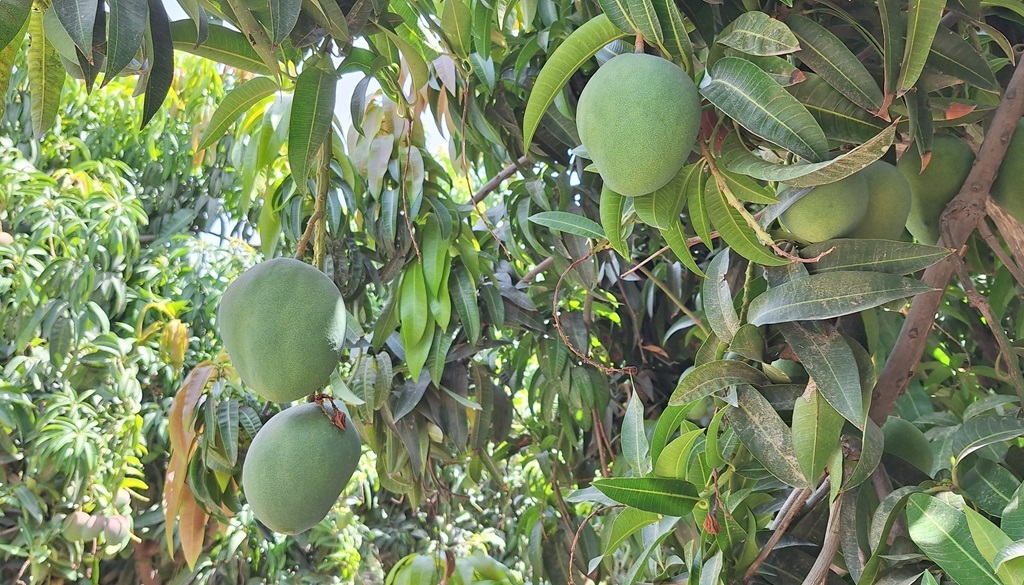 Planta de mango 01