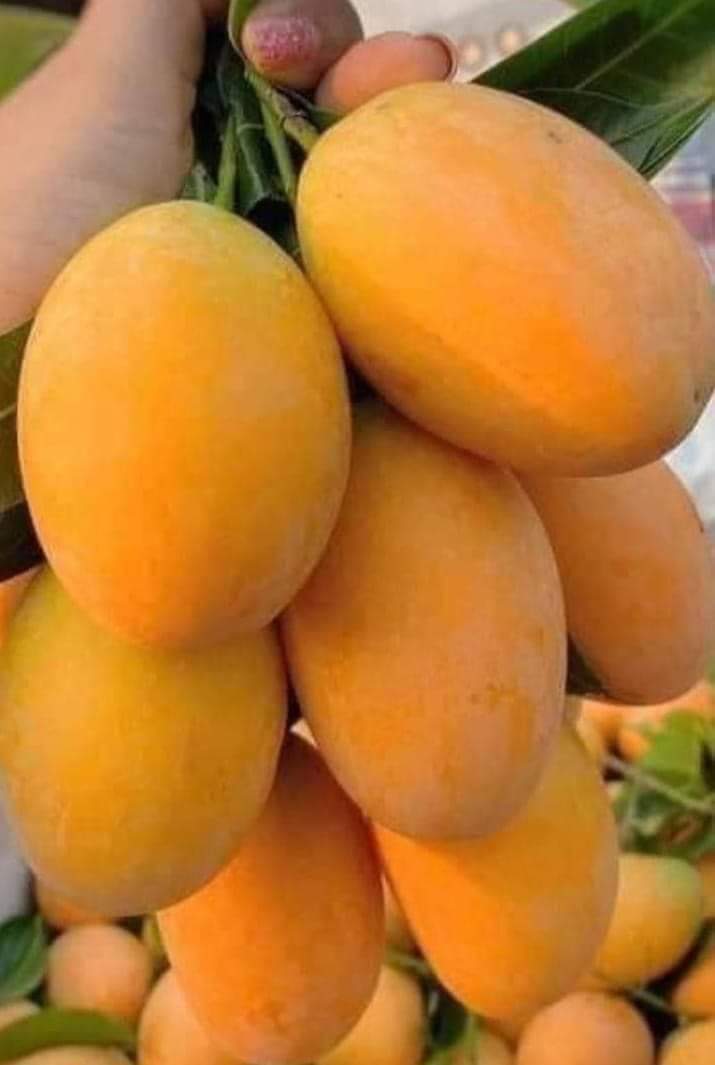 mango 1