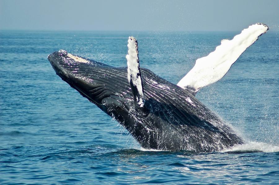 Ballenas y delfines 03