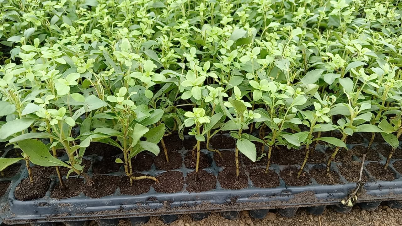 stevia2