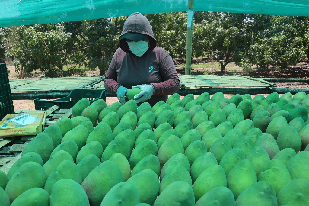 Producción de mango en Piura