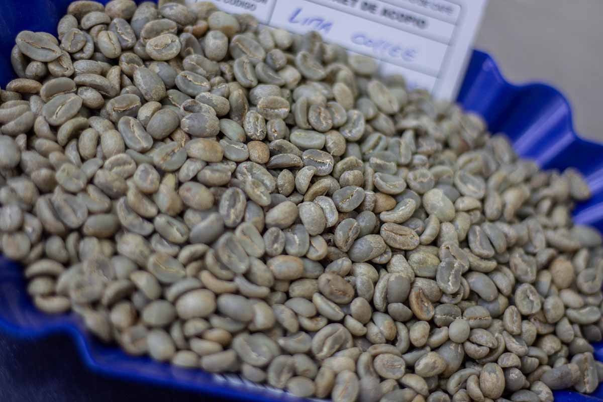 productores cafe1