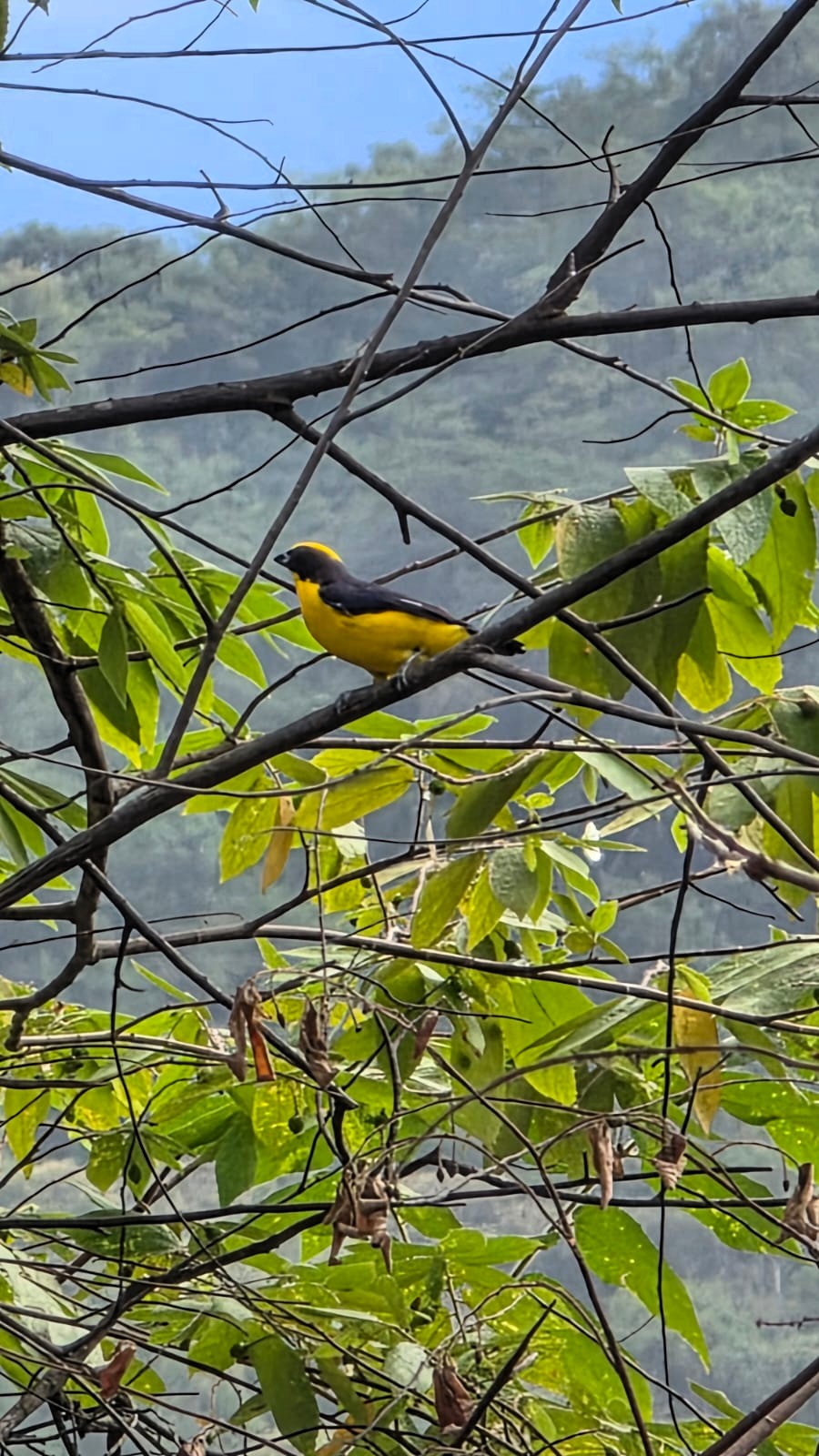 conservacion de aves1