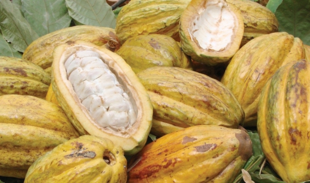 Cacao blanco de Piura