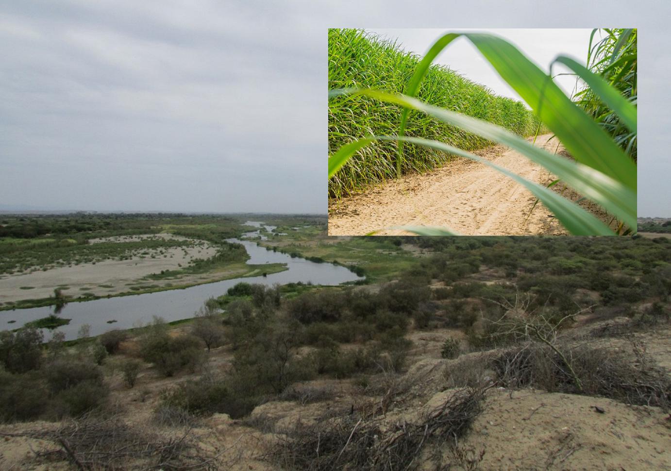 Sembrío de caña de azúcar para fines de Etanol causan problemas