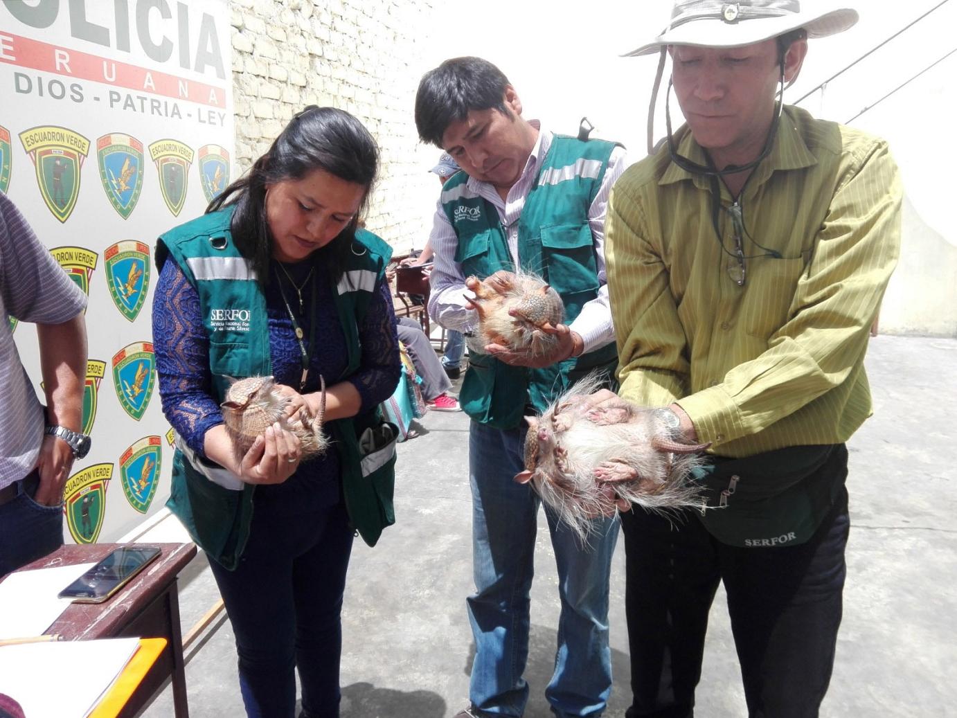 Quirquincho andino 1