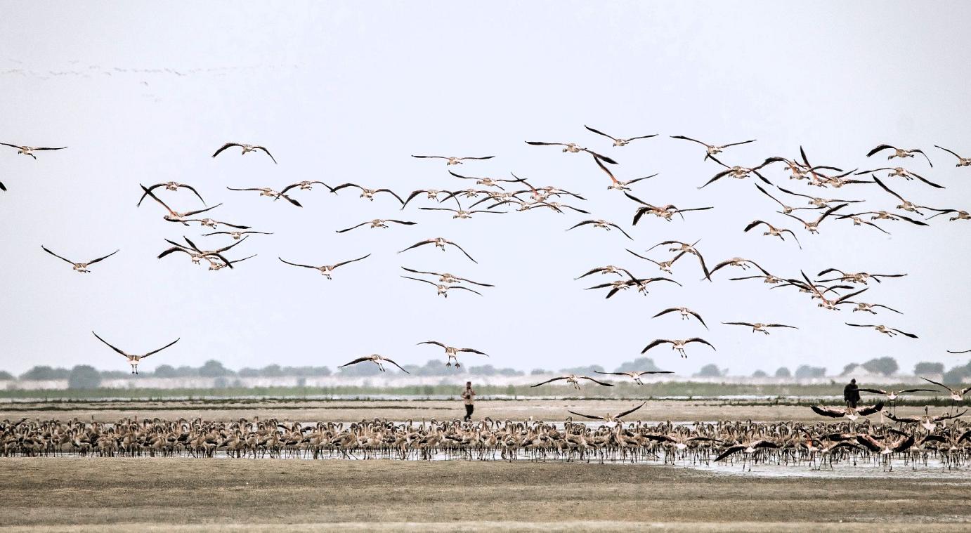 Flamencos en Sechura