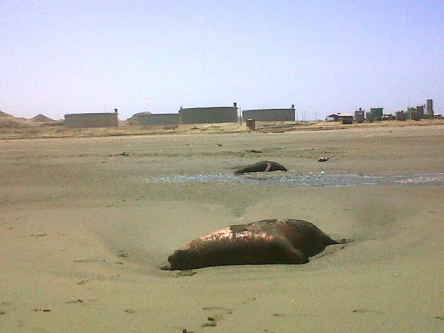 lobos marinos playa el faro negritos