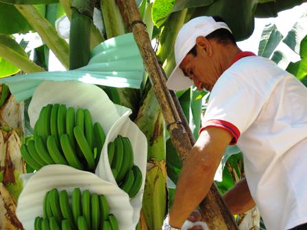 productores bananeros