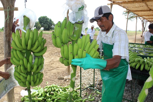 banano organico la huaca