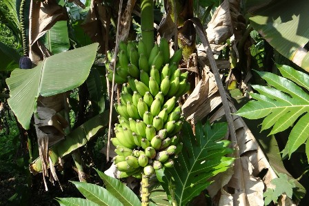 Banano organico