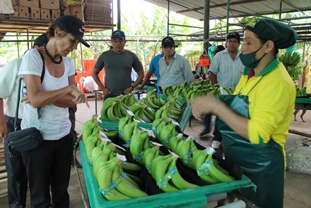 banano organico 