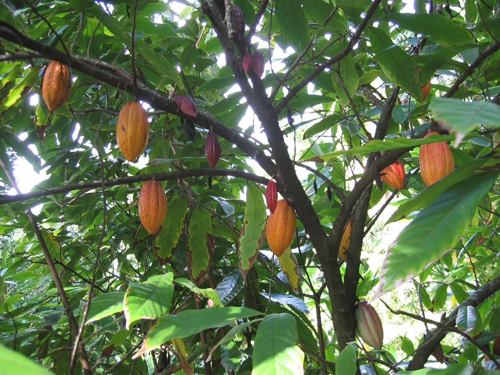 Cacao Piura