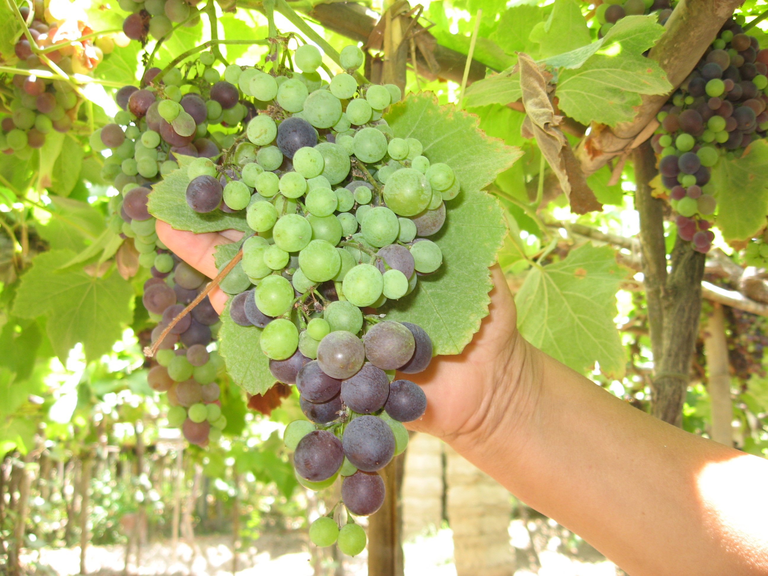 Uva Empresa Pedregal