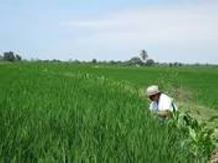 cultivo de arroz 2