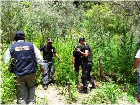 incineran plantaciones de marihuana