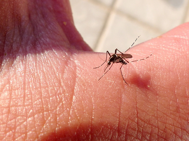 mosquito chikungunya