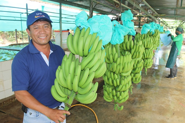 banano organico nueva
