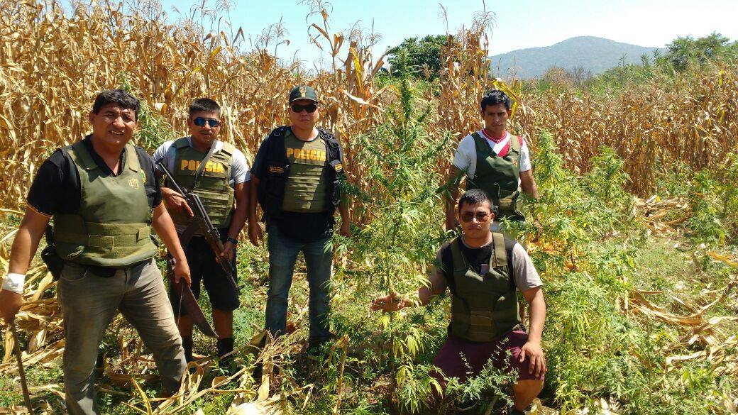 incineran plantaciones1