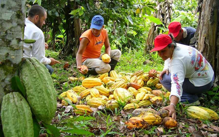 cadena productiva del cacao en piura