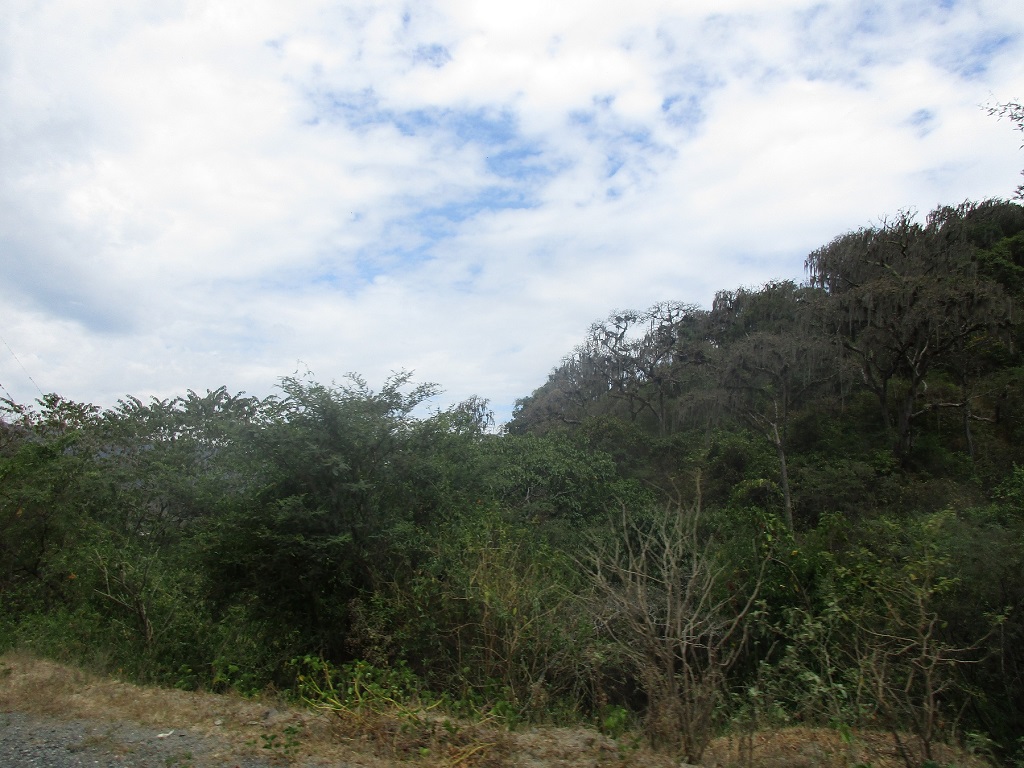 Bosques Ecuador