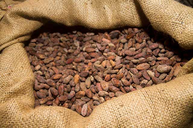 cacao peruano1