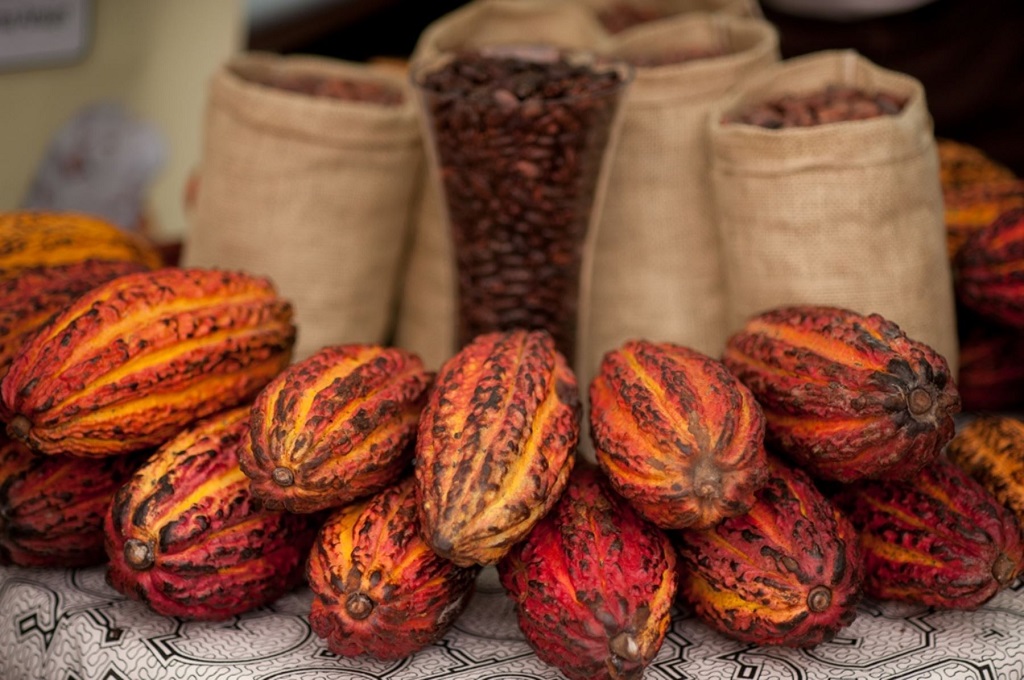 Cacaos Exposicion01