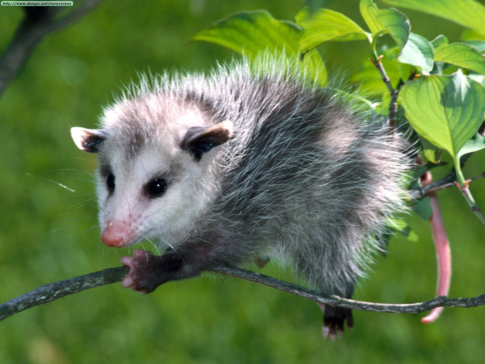 zarigueyas 3