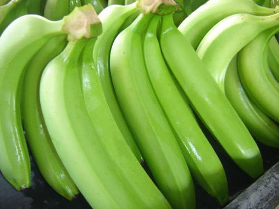 banano organico expo