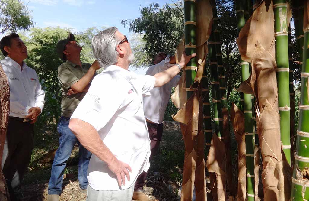 plantacion cana guayaquil