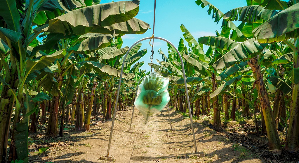 Banano Orgánico justifica crecimiento de Piura