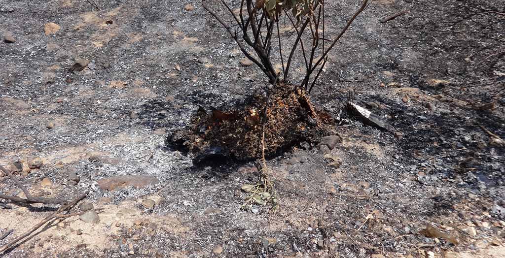 Incendio forestal panaldeabejas Locuto