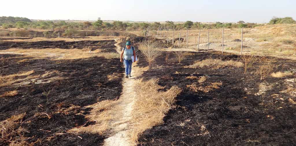 Incendioforestal Tacala