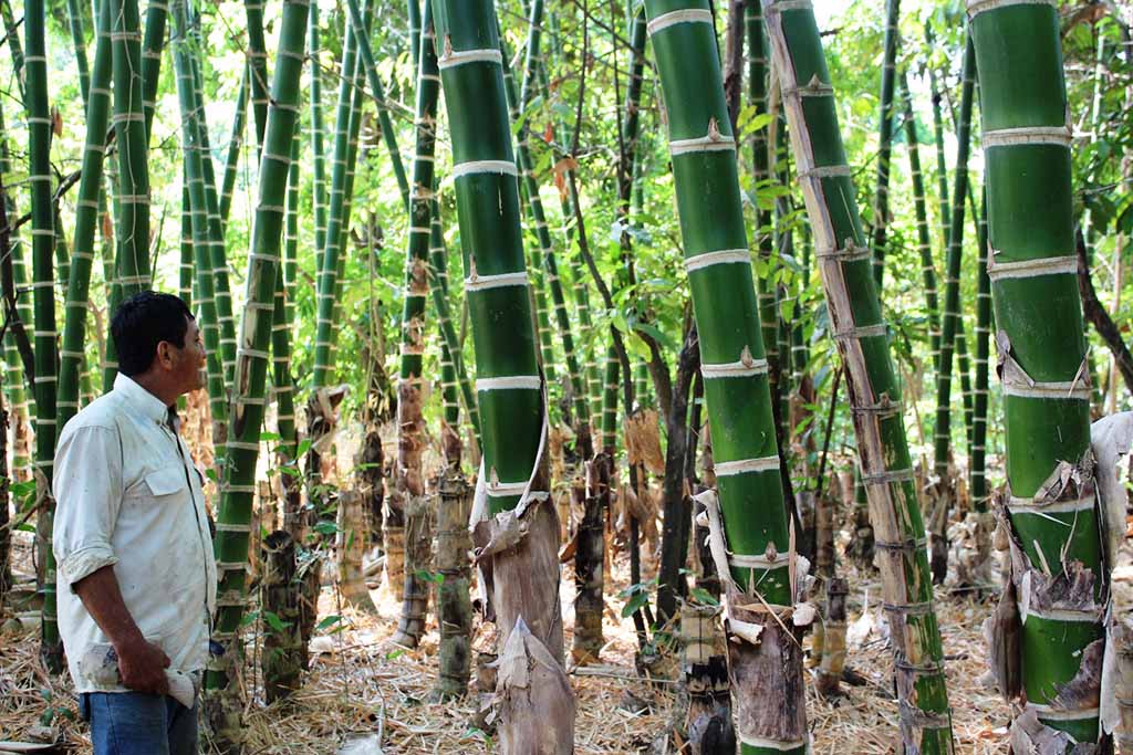 bambu piura 1