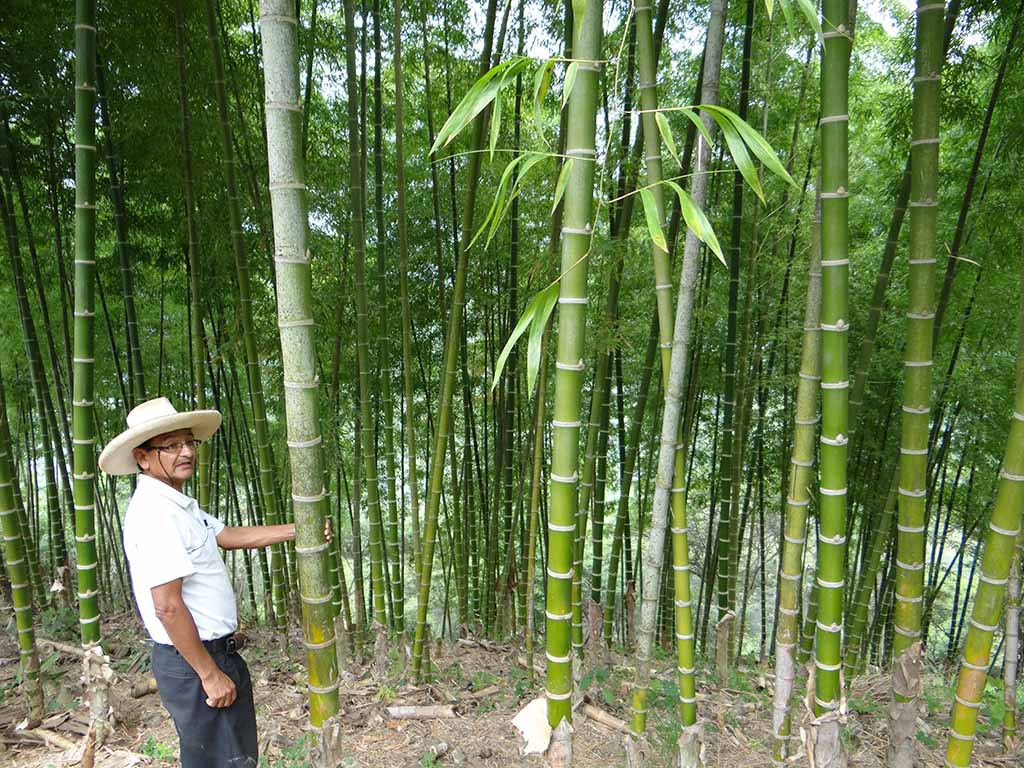 bambu progreso