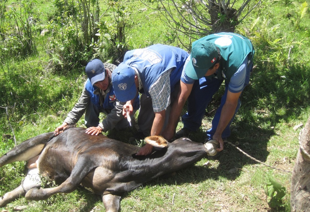 Vacunacion Antrax