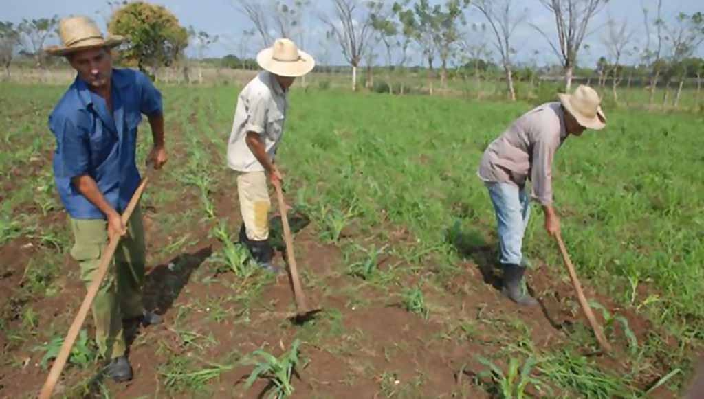 campesino