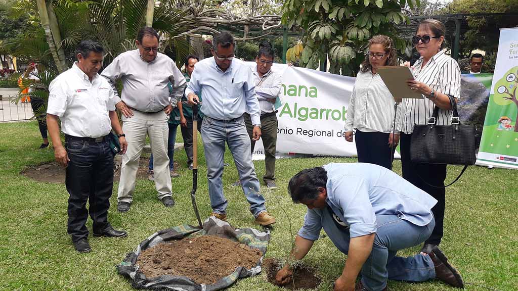 plantan algarrobo plaza de armas piura 1