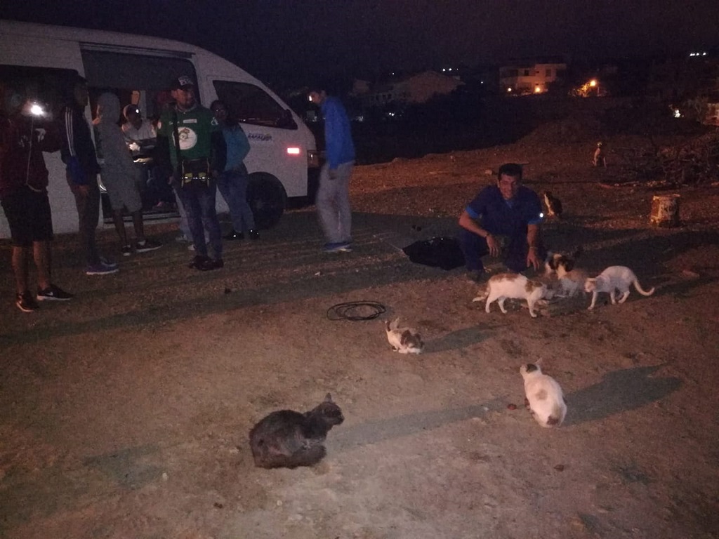 Animales Callejeros en Talara