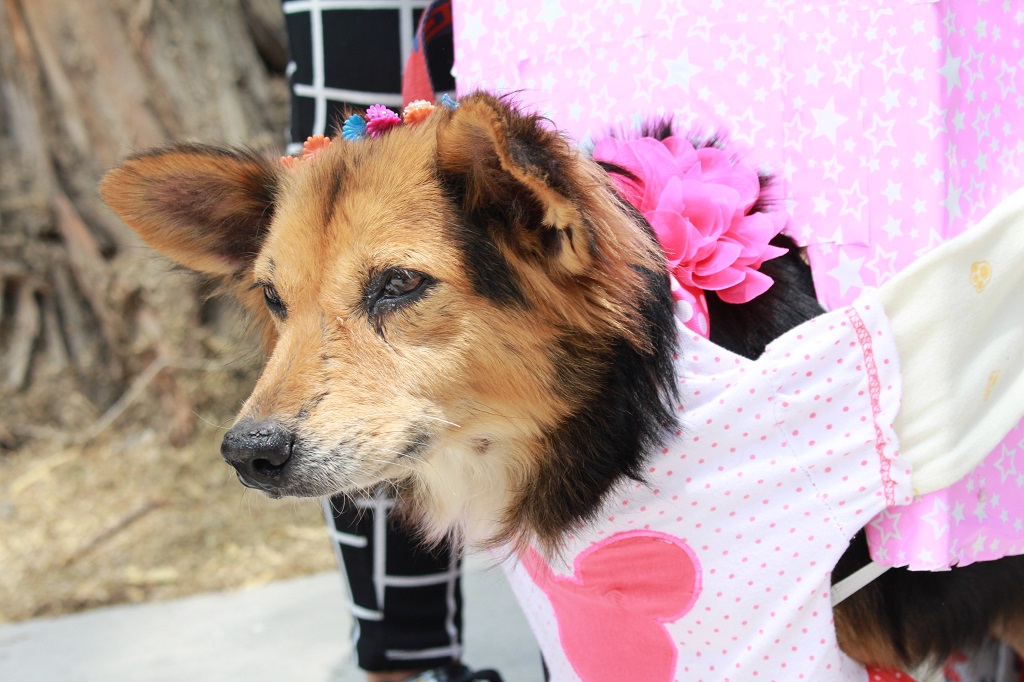 Modelaje de mascotas se realizó en Piura