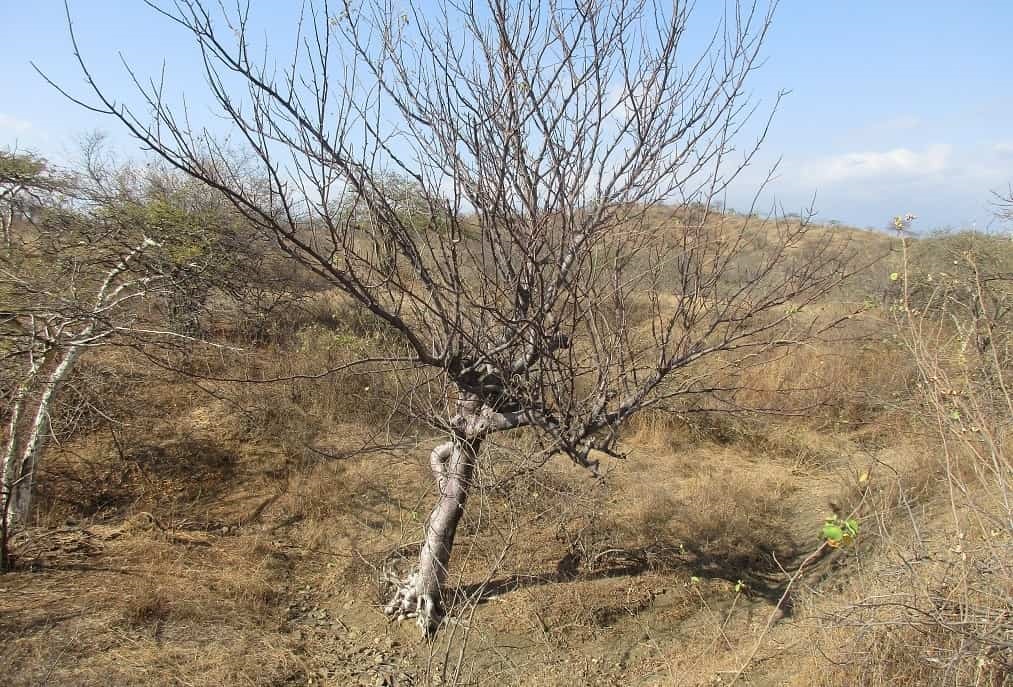 Reserva de Biosfera Noroeste Amotapes y Manglares