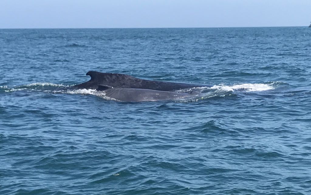 Avistamiento de ballenas en la región Piura