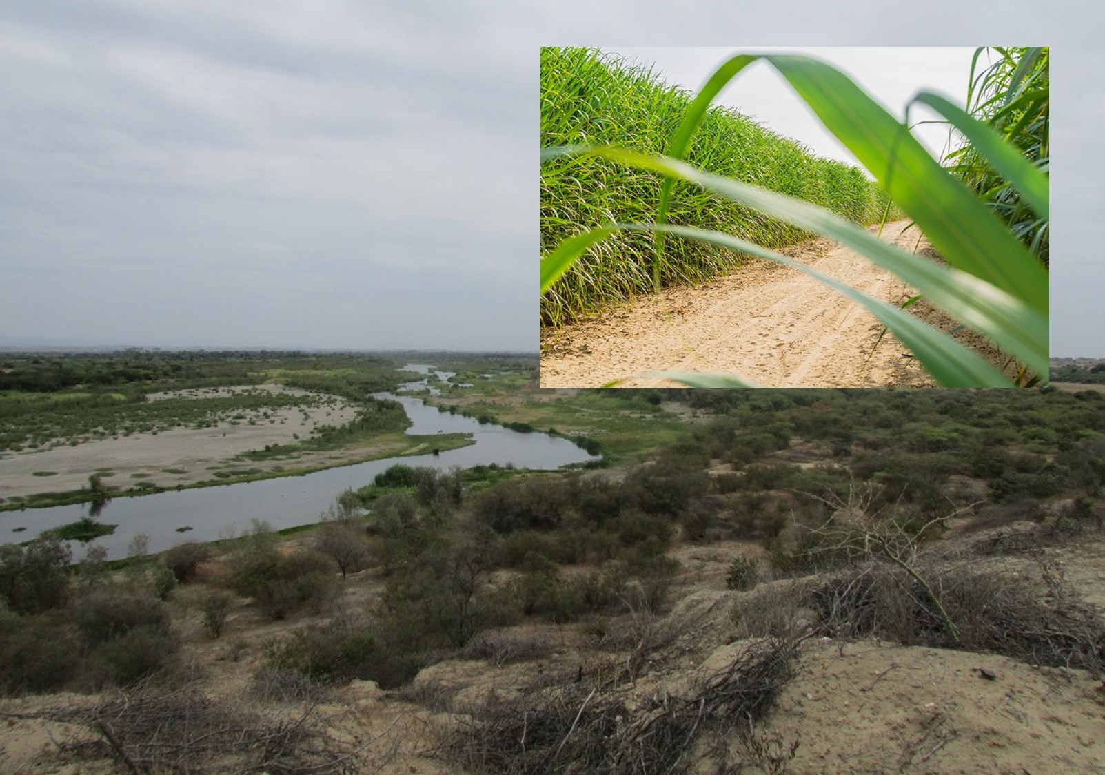 Sembrío de caña de azúcar para fines de Etanol causan problemas