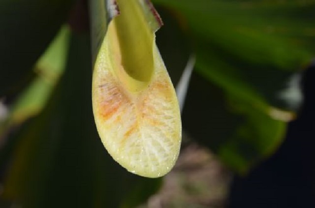 Fusarium raza 4, el hongo letal que amenaza los cultivos de banano