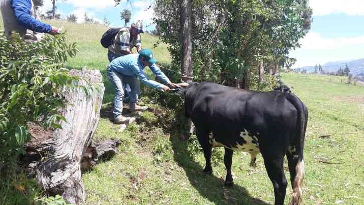 Comunidades de Huancabamba beneficiarias de programa de sanidad animal