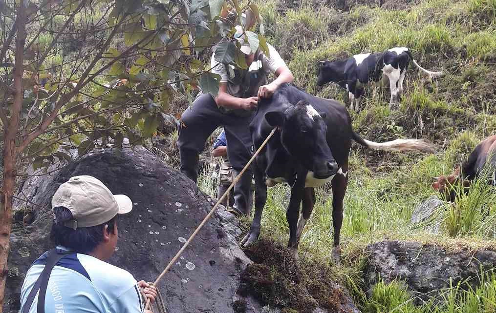 Comunidades de Huancabamba beneficiarias de programa de sanidad animal