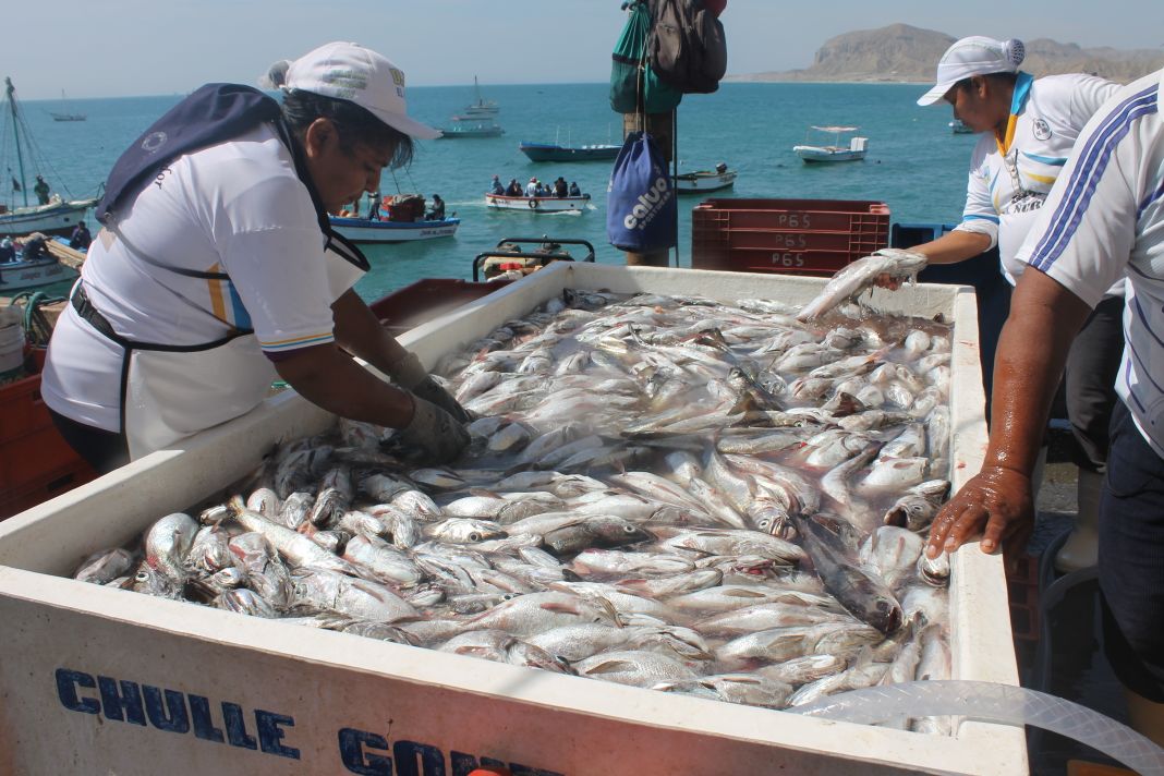Actividad pesquera crece por quinto mes consecutivo