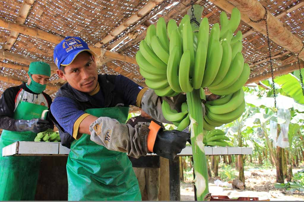 banano organico | Fotografia referencial
